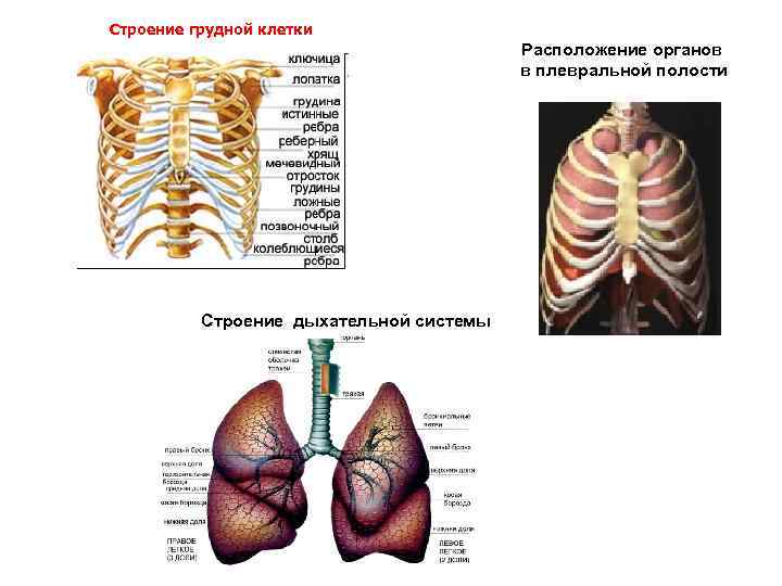 Строение грудной клетки Расположение органов в плевральной полости Строение дыхательной системы 