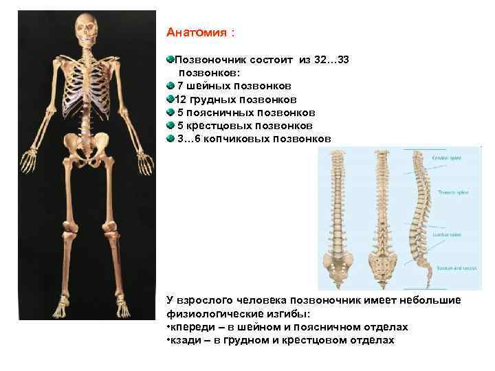 Анатомия позвоночника человека в картинках всех отделов