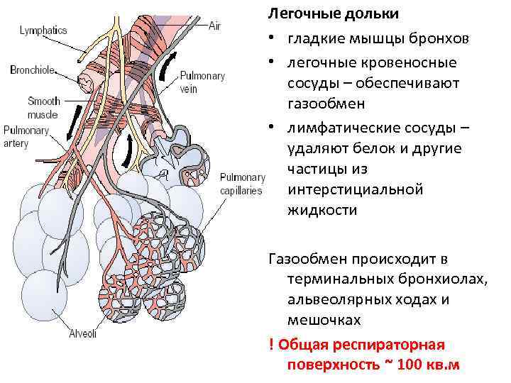 Изучите структурную единицу легкого ацинус сделайте к рисунку обозначения