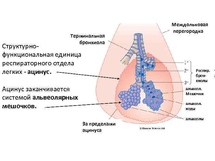 Терминальная бронхиола Структурнофункциональная единица респираторного отдела легких - ацинус. Междольковая перегородка Респир. бронхиолы Ацинус