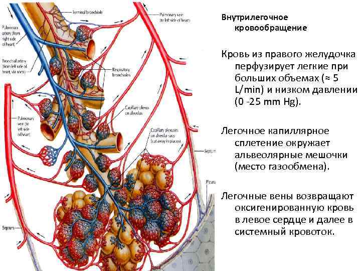 Внутрилегочное кровообращение Кровь из правого желудочка перфузирует легкие при больших объемах (≈ 5 L/min)