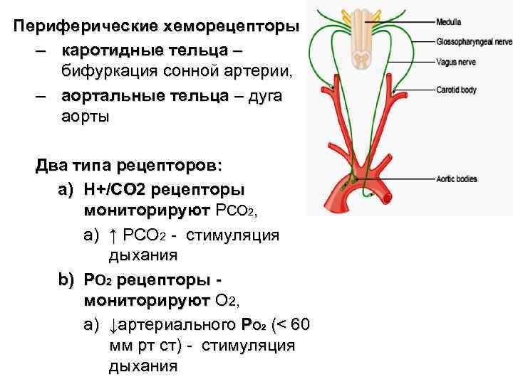 Хеморецепторов дуги аорты