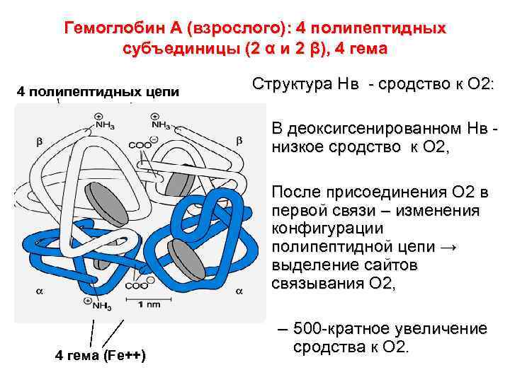 Схема связывания газов с гемоглобином