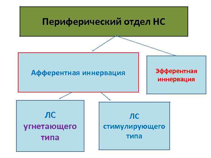 Периферический отдел НС Афферентная иннервация ЛС угнетающего типа Эфферентная иннервация ЛС стимулирующего типа 