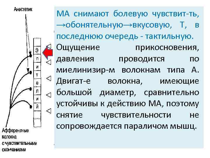 МА снимают болевую чувствит-ть, →обонятельную→вкусовую, Т, в последнюю очередь - тактильную. Ощущение прикосновения, давления