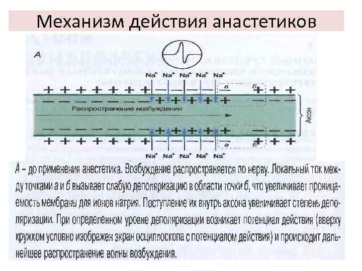 Механизм действия анастетиков 
