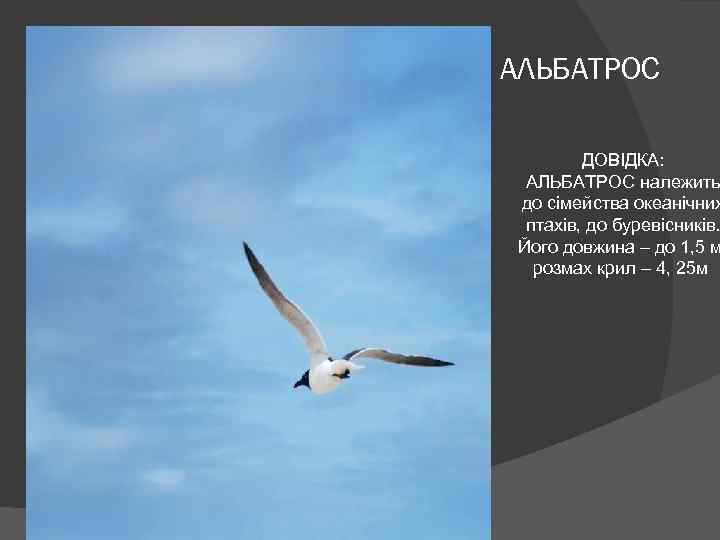 АЛЬБАТРОС ДОВІДКА: АЛЬБАТРОС належить до сімейства океанічних птахів, до буревісників. Його довжина – до