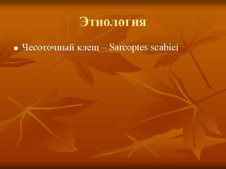 Этиология n Чесоточный клещ – Sarcoptes scabiei 