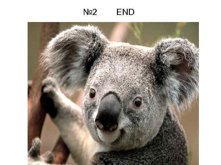№ 2 END 