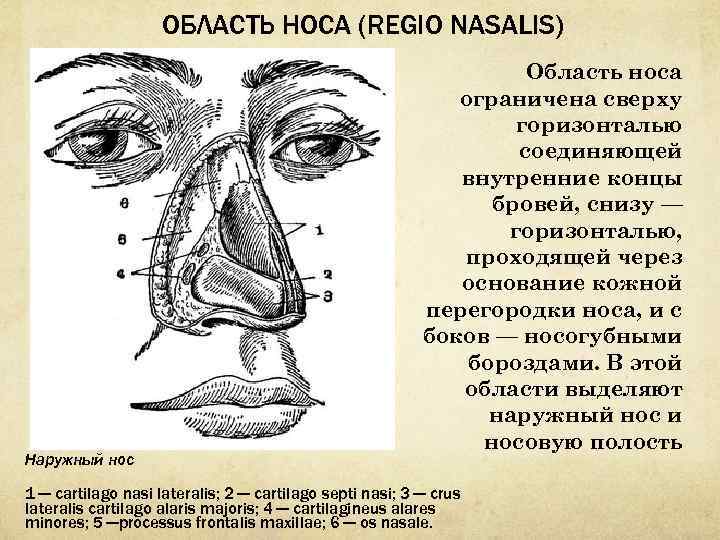 Почему нос назвали носом. Область носа топографическая анатомия рисунок. Носовая область топографическая анатомия. Строение области носа.