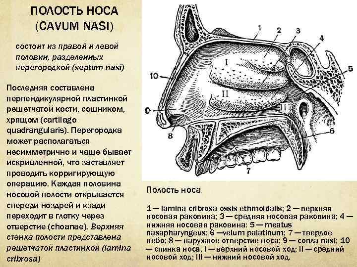 Полость носа имеет