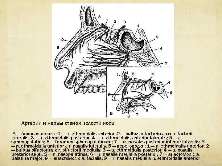 Топографическая анатомия головы презентация