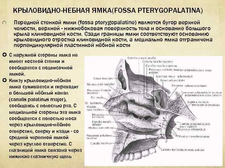 В крыловидно небную ямку открывается отверстие