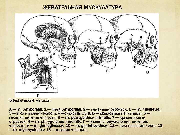 Топографическая анатомия головы презентация