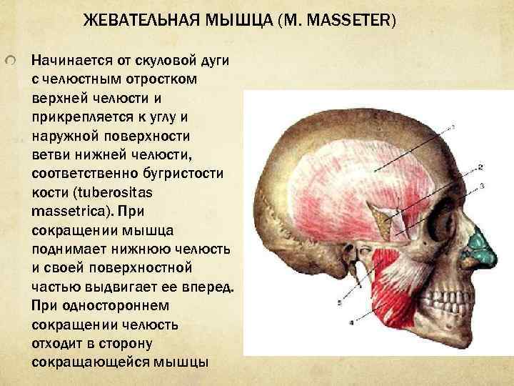 Жевательная мышца фото ботокс