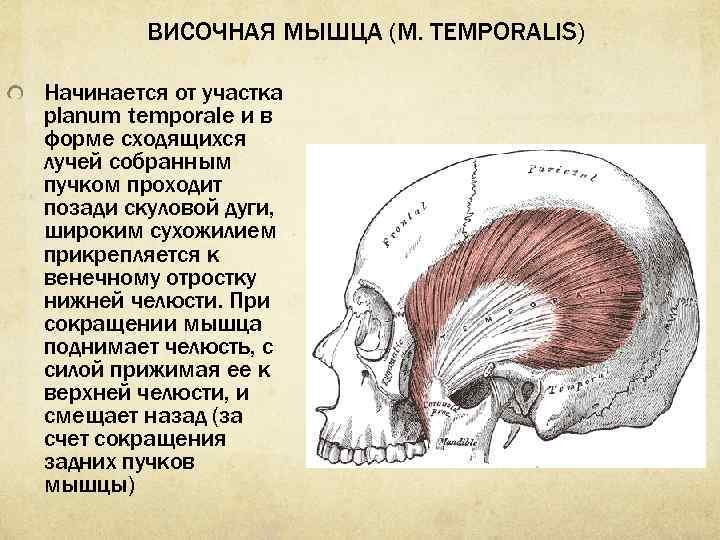 Planum temporale перевод