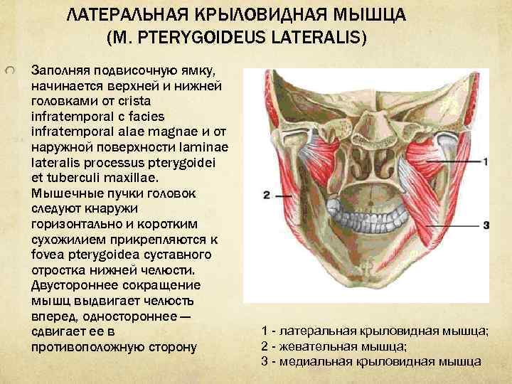 Крыловидная мышца челюсти фото