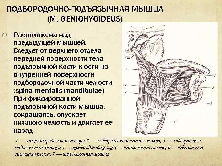 Мышцы расположенные ниже подъязычной кости. Подбородочно подъязычная мышца начало прикрепление функции. Подпорояно-языяная мышца. Подбородочно-подъязычная мышца (m. geniohyoideus). Подбородочно-подъязычная м.