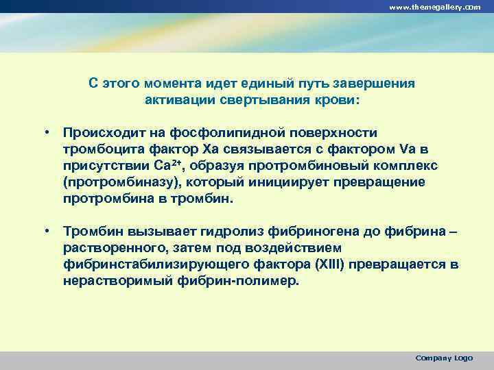 www. themegallery. com С этого момента идет единый путь завершения активации свертывания крови: •