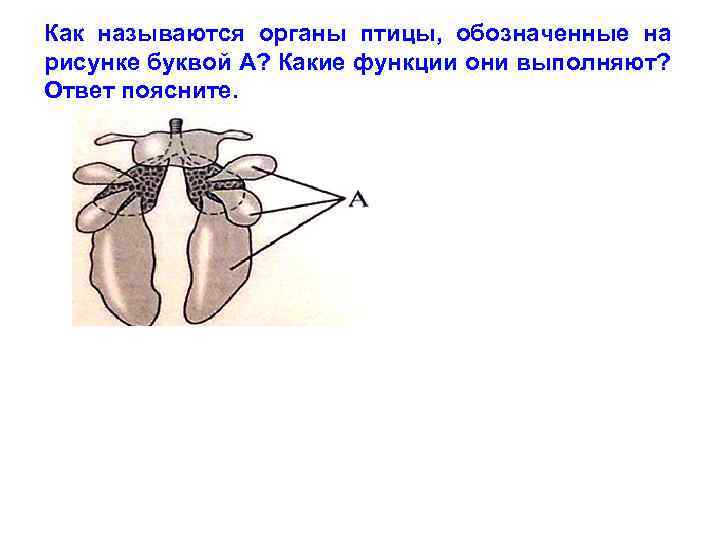 Как называются органы птицы, обозначенные на рисунке буквой А? Какие функции они выполняют? Ответ