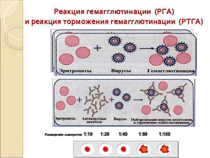 Реакция гемагглютинации (РГА) и реакция торможения гемагглютинации (РТГА) 