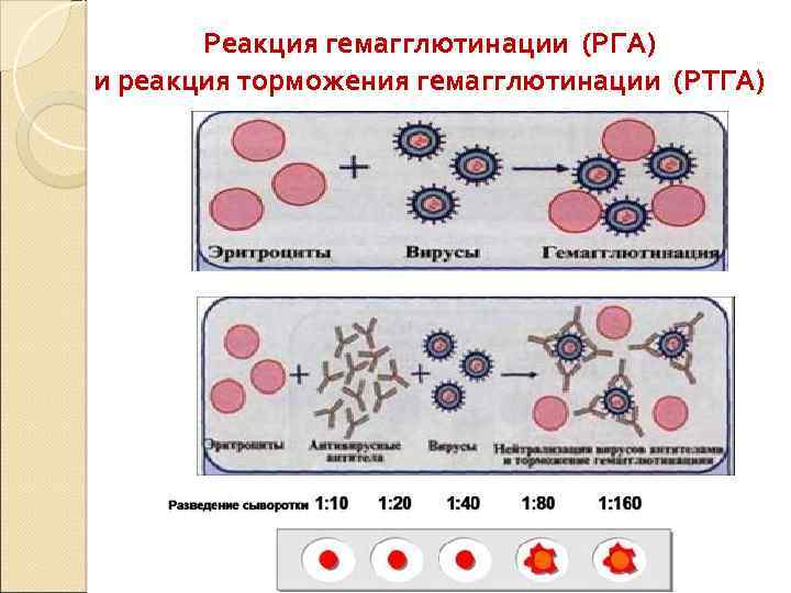 Реакция гемагглютинации (РГА) и реакция торможения гемагглютинации (РТГА) 