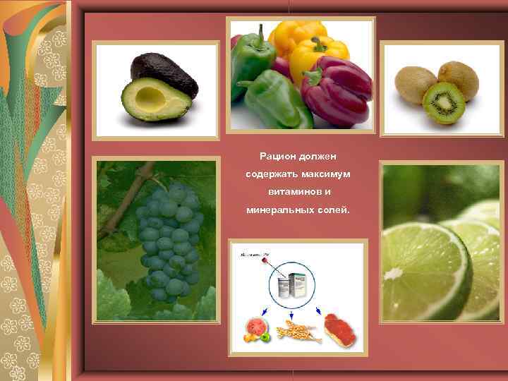 Рацион должен содержать максимум витаминов и минеральных солей. 