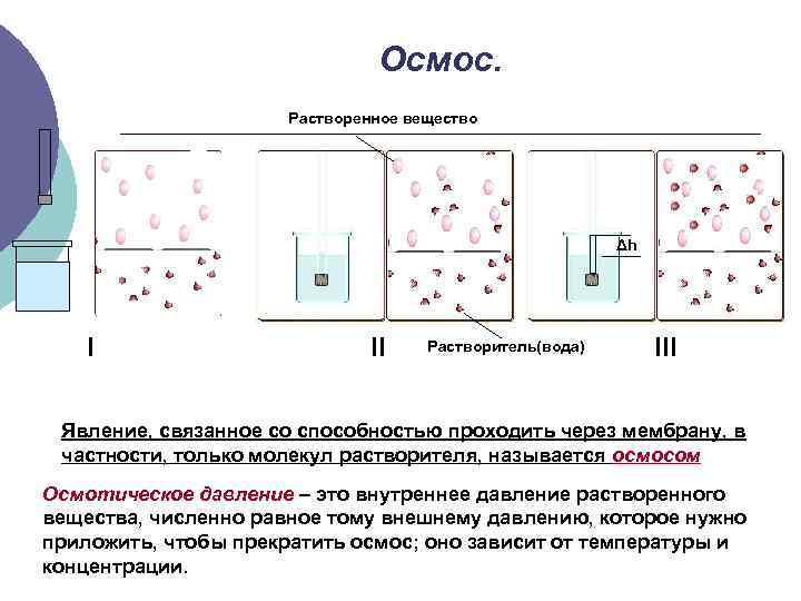 Осмос. Растворенное вещество Δh I II Растворитель(вода) III Явление, связанное со способностью проходить через