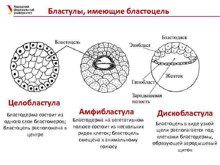 В одностадийной схеме дробления применяется в основном