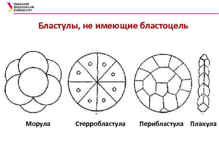 Рассмотрите рисунок на котором изображен процесс образования бластулы многоклеточного зародыша