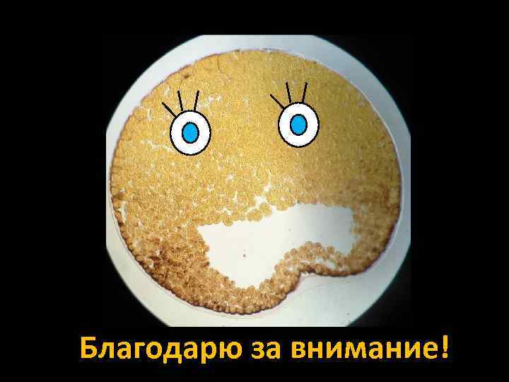 Благодарю за внимание! 