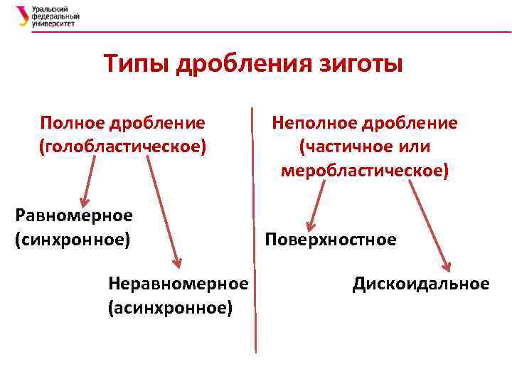 Равномерное дробление. Дробление зиготы типы дробления. Схема классификации основных типов дробления. Типы дробления зиготы голобластическое. Типы дробления зиготы таблица.