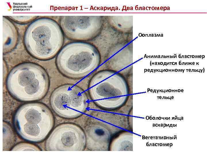 Рассмотрите рисунок на котором изображен процесс образования бластулы многоклеточного зародыша