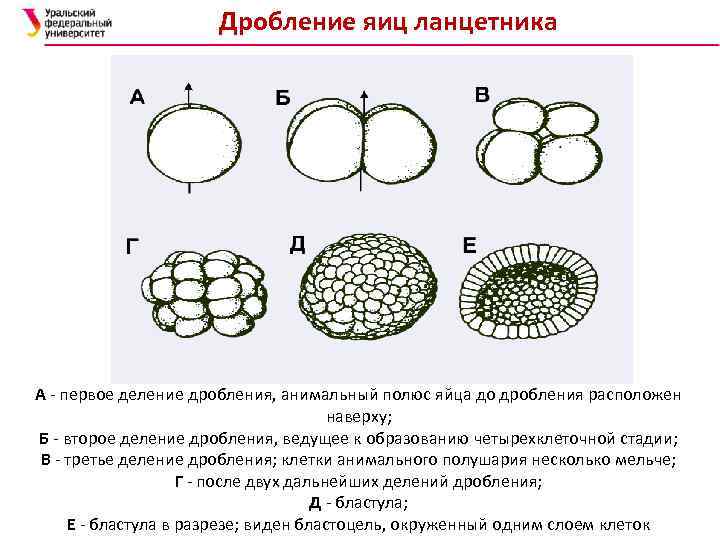 Рассмотрите рисунок на котором изображен процесс образования бластулы многоклеточного зародыша