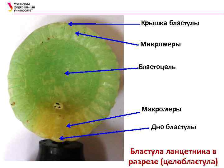 Крышка бластулы Микромеры Бластоцель Макромеры Дно бластулы Бластула ланцетника в разрезе (целобластула) 
