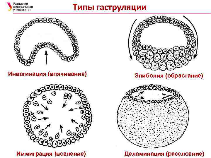 Расслоение хопфа в картинках