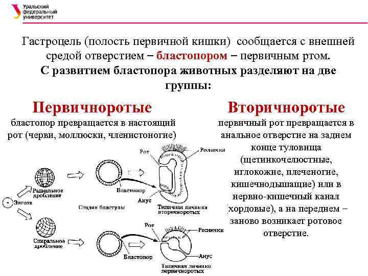 Есть ли целомические животные не укладывающиеся в схему первично и вторичноротости