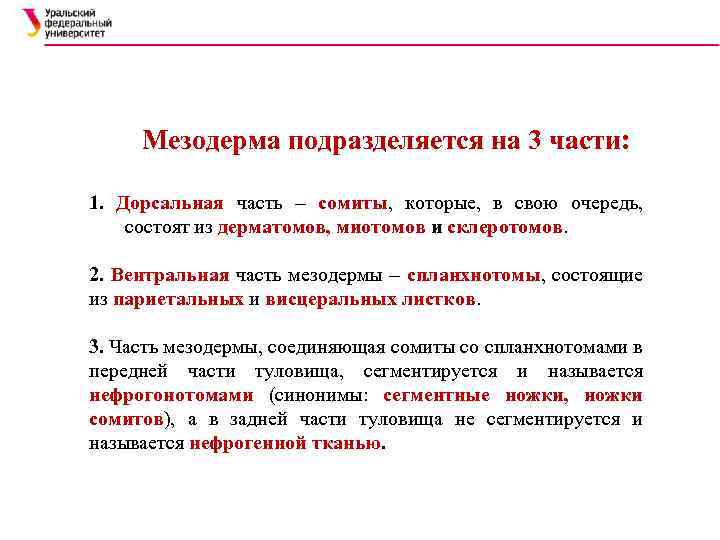 Мезодерма подразделяется на 3 части: 1. Дорсальная часть – сомиты, которые, в свою очередь,