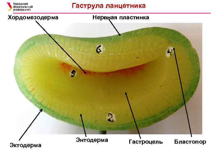 Гаструла ланцетника Хордомезодерма Эктодерма Нервная пластинка Энтодерма Гастроцель Бластопор 