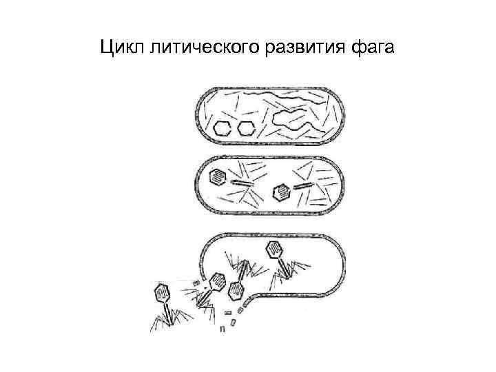 Лизогенный цикл. Литический путь развития фагов. Жизненный цикл литического бактериофага. Литический и лизогенный цикл.