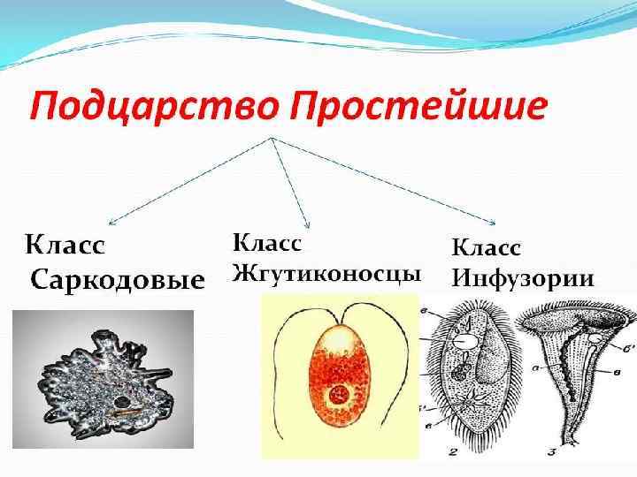 Питание и рост микроорганизмов презентация