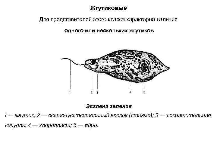 Опыты с эвгленой