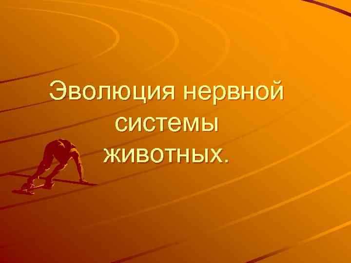Эволюция нервной системы животных. 