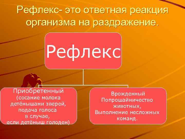 Рефлекс- это ответная реакция организма на раздражение. Рефлекс Приобретенный (сосание молока детёнышами зверей, подача
