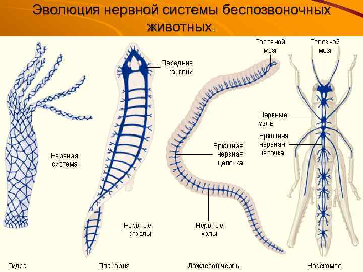 Эволюция нервной системы беспозвоночных животных. 