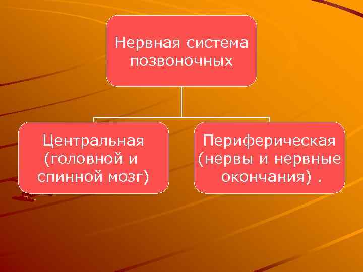 Нервная система позвоночных Центральная (головной и спинной мозг) Периферическая (нервы и нервные окончания). 