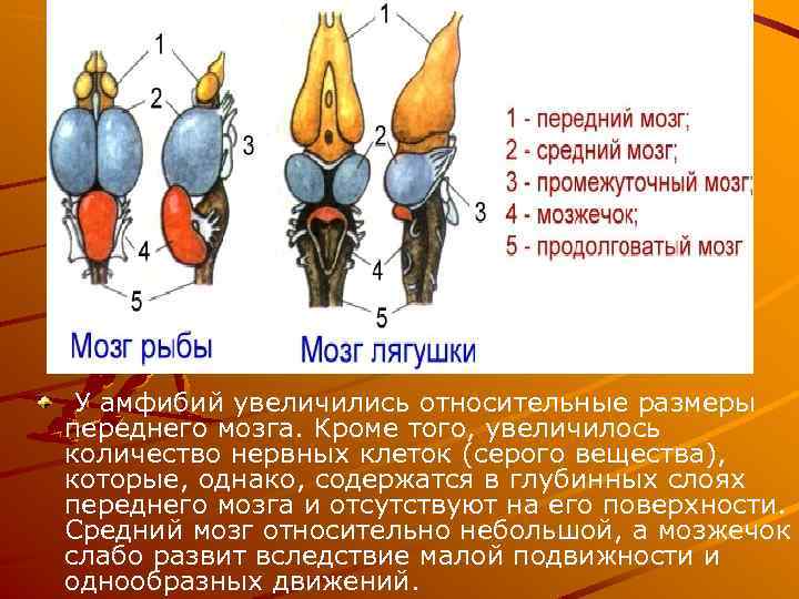 У амфибий увеличились относительные размеры переднего мозга. Кроме того, увеличилось количество нервных клеток (серого