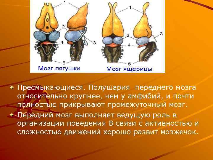 Пресмыкающиеся. Полушария переднего мозга относительно крупнее, чем у амфибий, и почти полностью прикрывают промежуточный