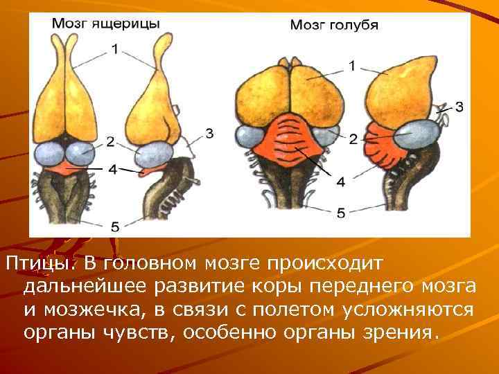 Птицы. В головном мозге происходит дальнейшее развитие коры переднего мозга и мозжечка, в связи