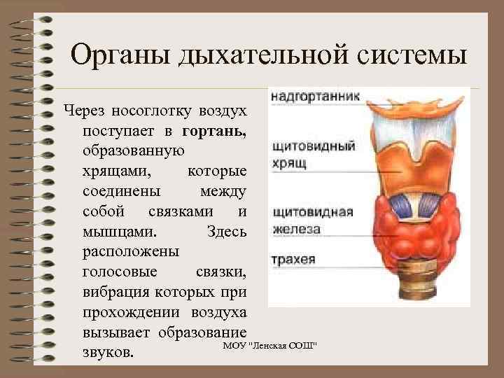 Органы дыхательной системы Через носоглотку воздух поступает в гортань, образованную хрящами, которые соединены между